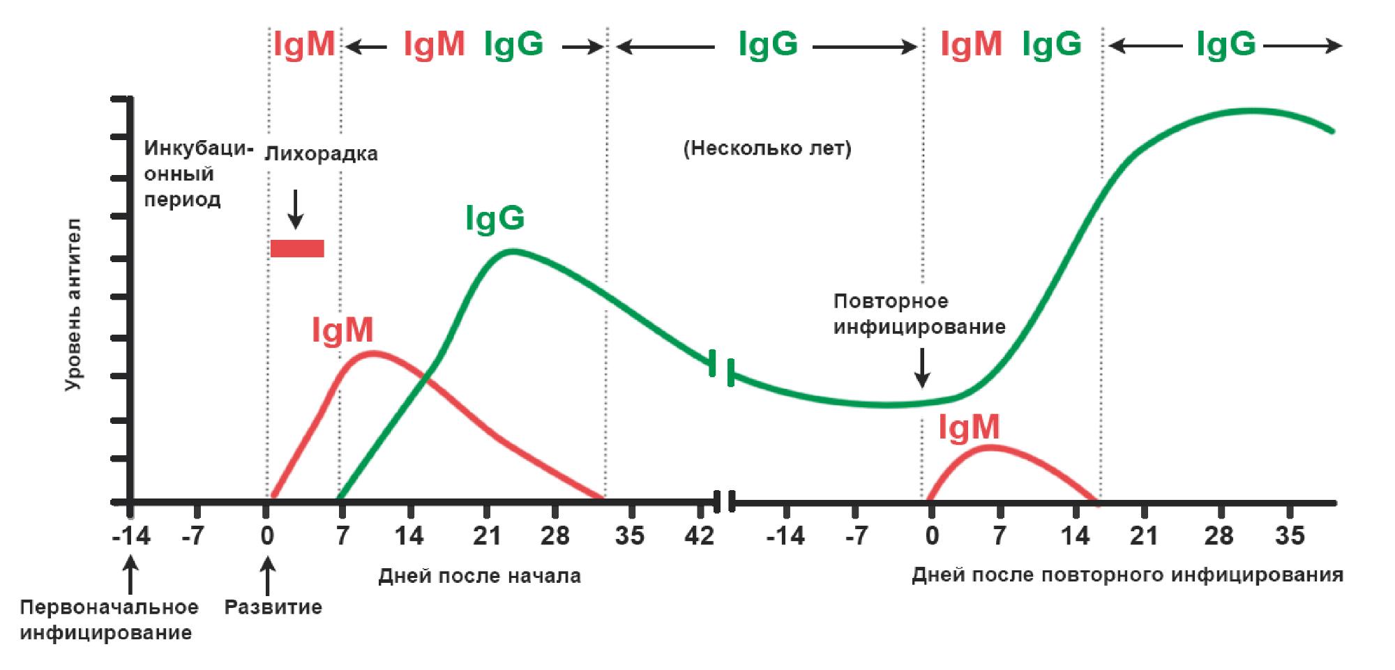 Антитела к коронавирусу IGM И IGG